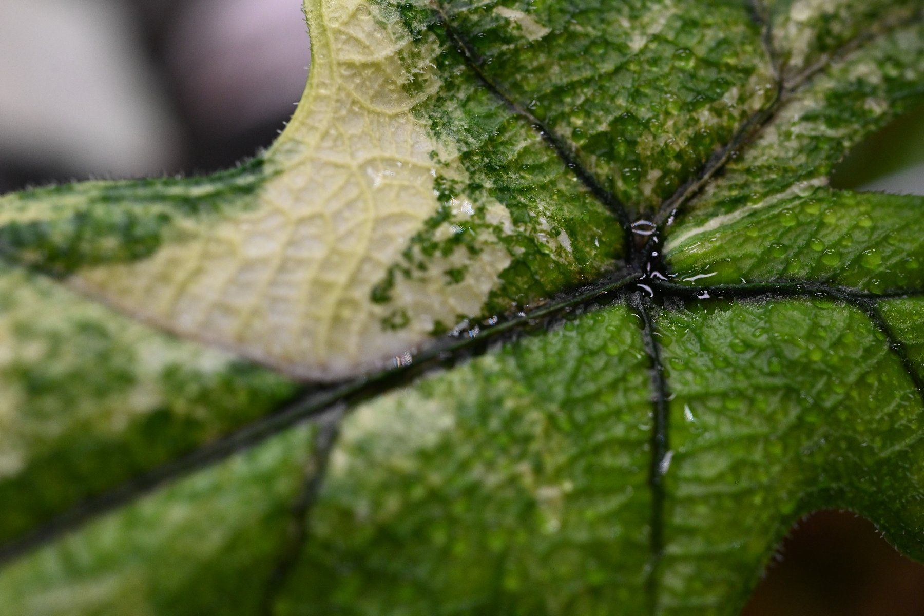 Piante & sementi: Alocasia Jacklyn albo – Usato da Crissier venduto da sleepingmouse 3