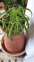 Grosser Grünlilie 7 im Topf 🌱🌿🌱