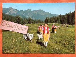 1969 Alpaufzug im Frühling
