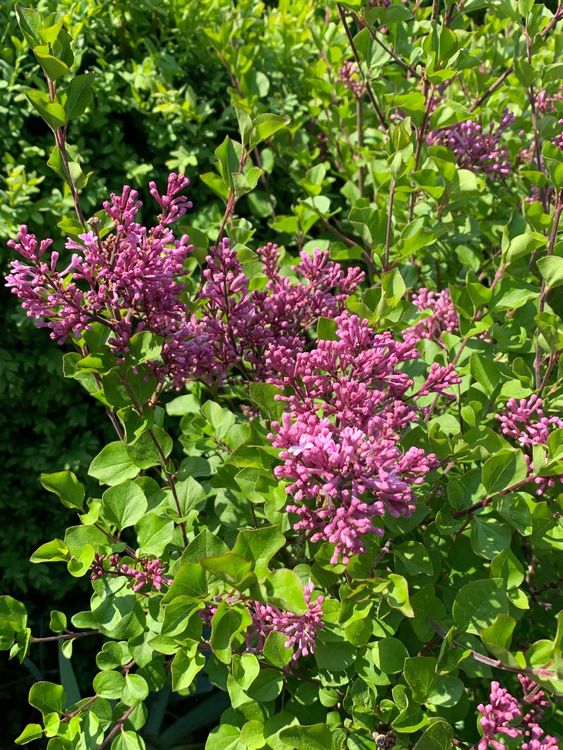 Zwergflieder Syringa meyeri 'Palibin' Gartenpflanze 1.15 m Kaufen