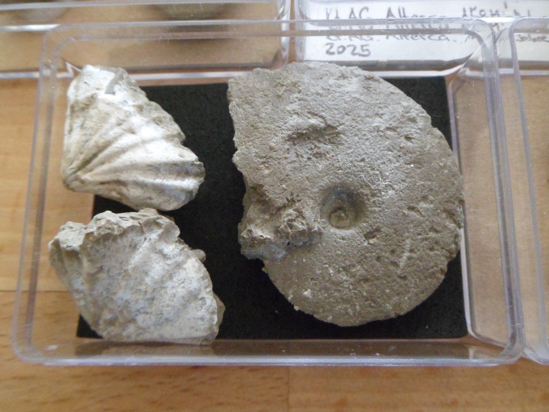 Fossiles: Fossilien Sammlung in 8 Böxli Schweiz – D'occasion à Affoltern am Albis par Fossil60 7