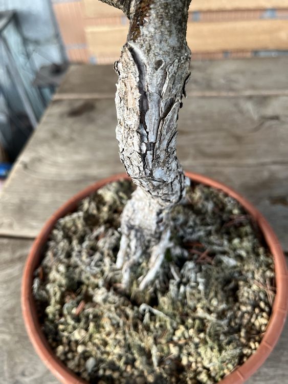 Pinus parviflora Mädchenkiefer Bonsai 18 Jahre Kaufen auf Ricardo