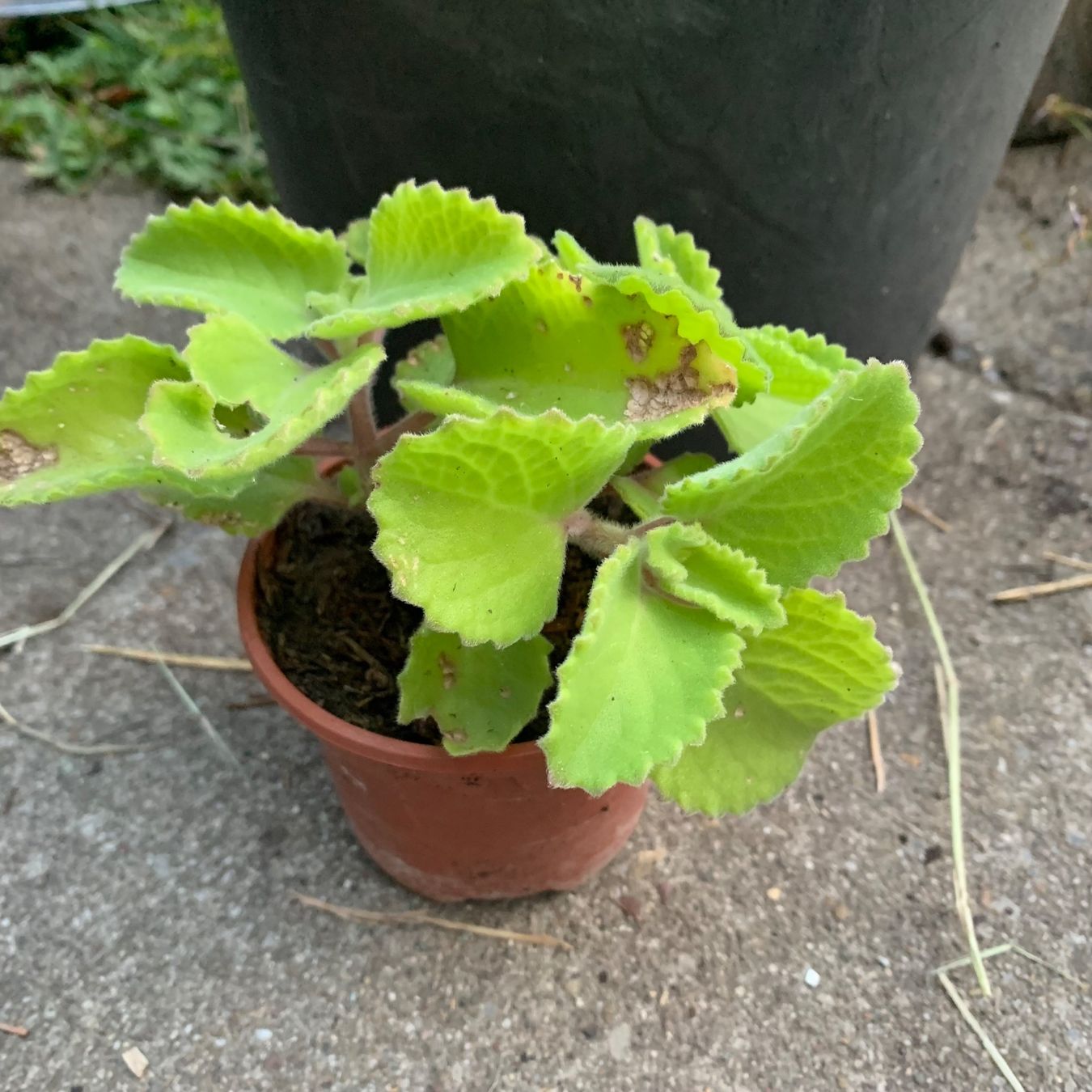 Pflanzen & Samen: Kubanischer Oregano / Coleus amboinicus PFLANZE – Neu (gemäss Beschreibung) aus Hinteregg von ERFOLG78 2