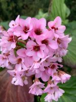 Bergenie Gartenpflanze Bodendecker winterhart