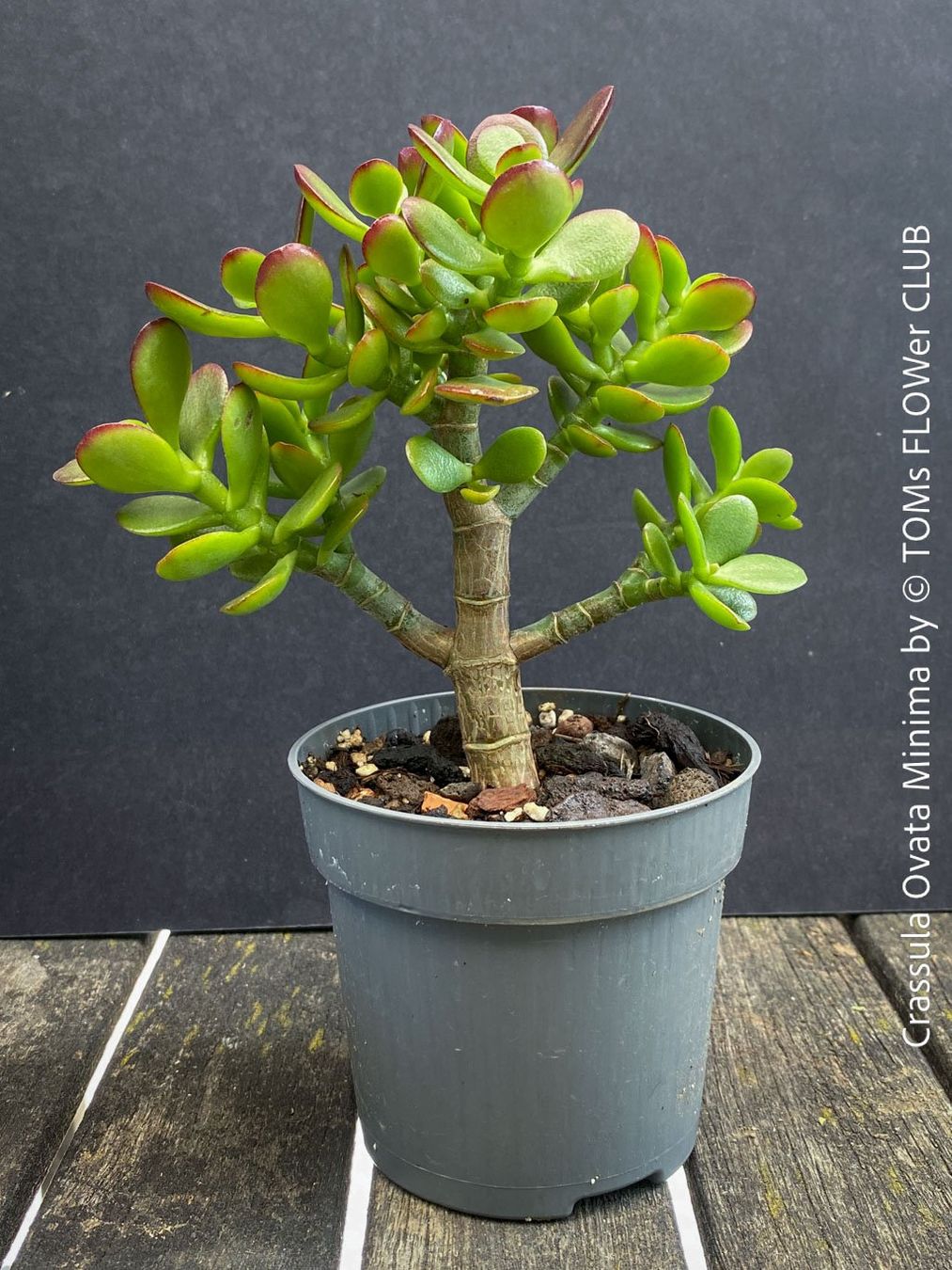 Piante & sementi: CRASSULA OVATA MINIMA - Kompakter Geldbaum – Nuovo e nell'imballaggio originale da Adliswil venduto da TAKEYOURPLANT 4
