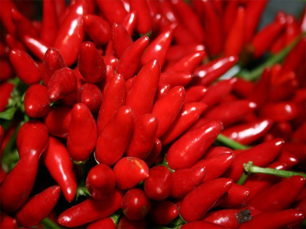Piante & sementi: 50 Samen PICCANTE E MAZZETTI Chilli – Nuovo (secondo la descrizione) da Ehrendingen venduto da VerveinaSamen 5