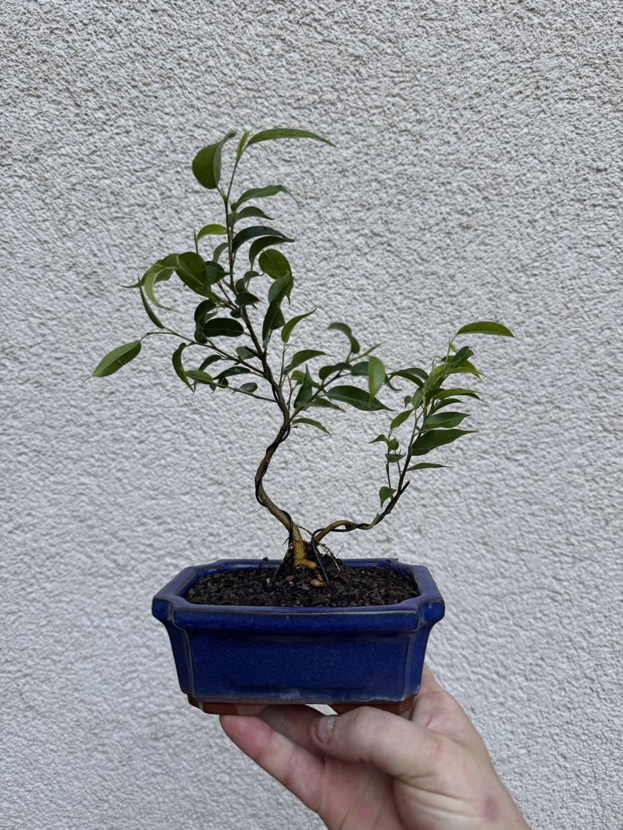 Piante & sementi: Mehrstämmiger Ficus Bonsai  – Usato da Rümlang venduto da Gruseh.ch