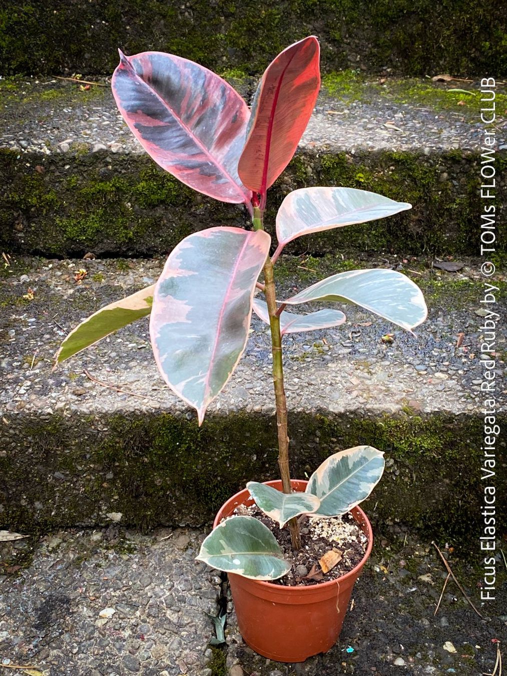 Piante & sementi: Ficus Elastica Variegata Red Ruby - ein eleganter Blickfang – Nuovo e nell'imballaggio originale da Adliswil venduto da asTOMas963 3