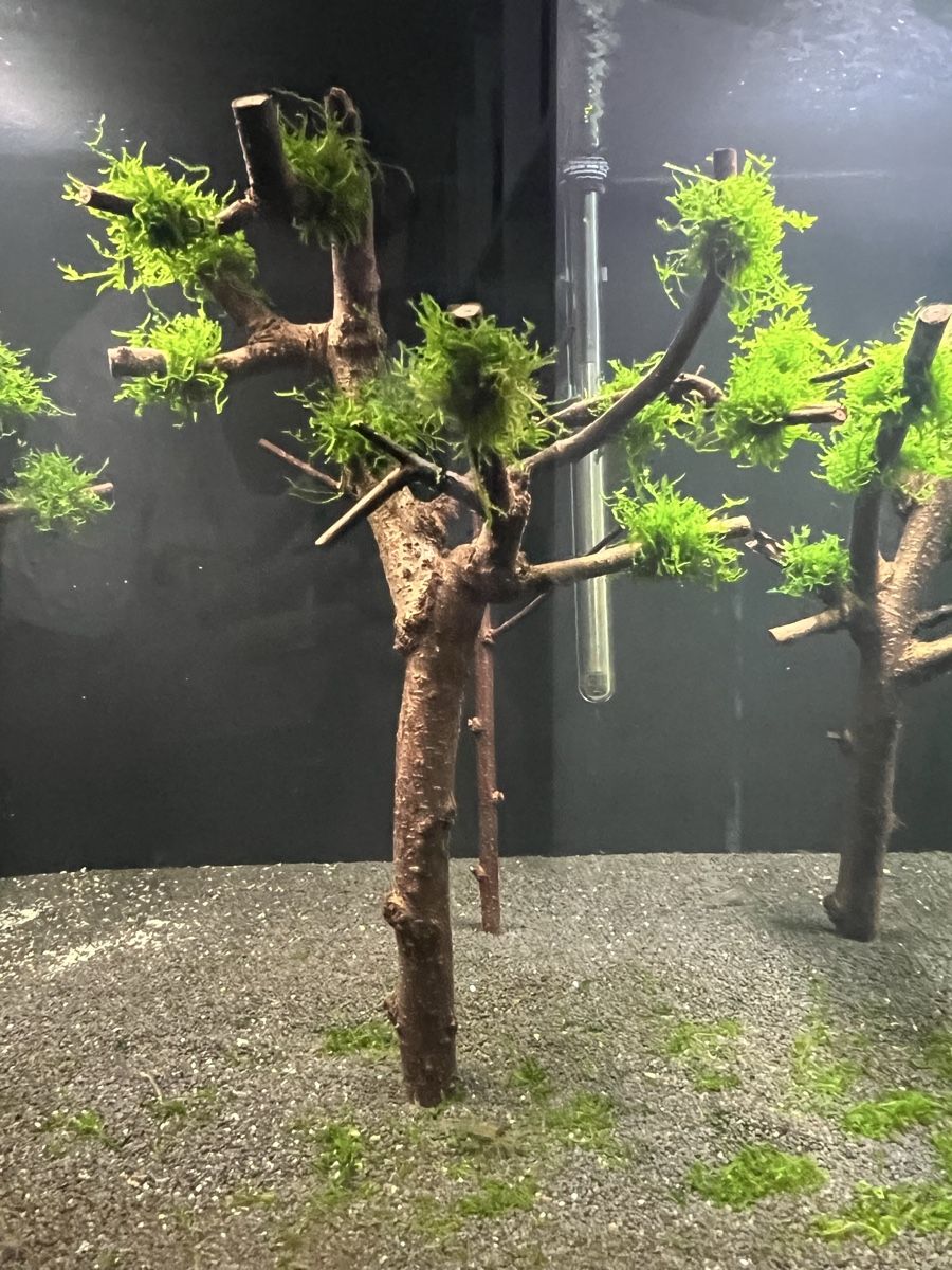 Tutte le decorazioni: Aquarium Deck Pflanze Holz Aquarium Baum – Usato da Basel venduto da LUCcC 3