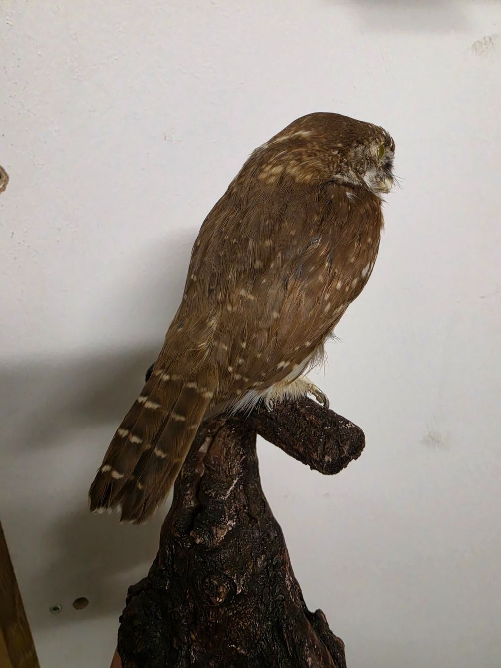 Il mondo degli animali: Präparat Sperlingkauz – Usato da Oberrindal venduto da Ketupu 2