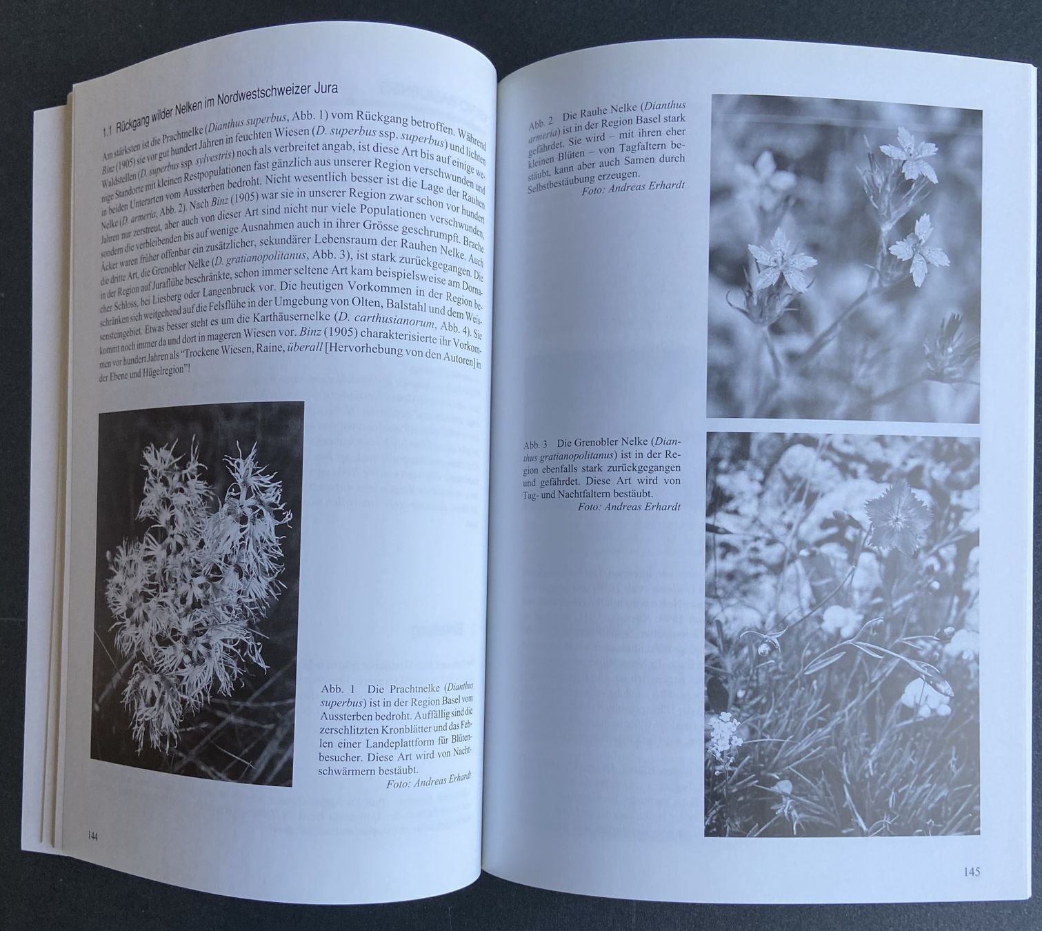 Libri: Buch Regio Basiliensis 53/3 2012 – Usato da Böckten venduto da Hansi36 3
