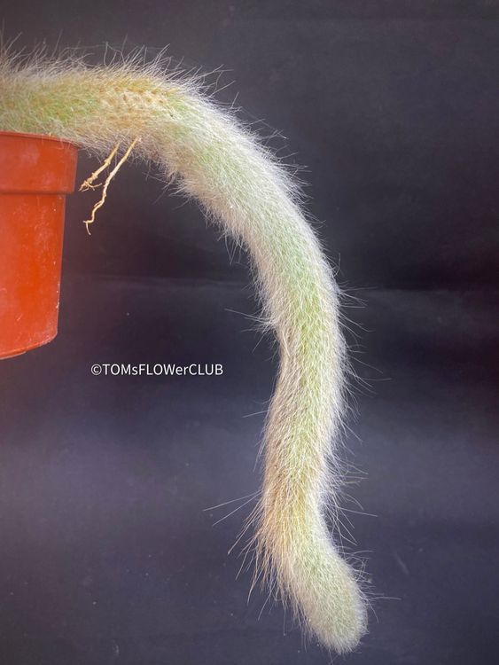 Cleistocactus Colademononis - Affenschwanzkaktus rot blhend (Neu (gemss  Beschreibung)) in Adliswil fr CHF 60  mit Lieferung auf Ricardo kaufen