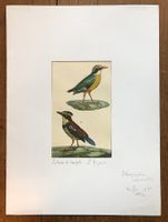 Buffon 1832 2 Lithografien handcoloriert Vogel Papagei