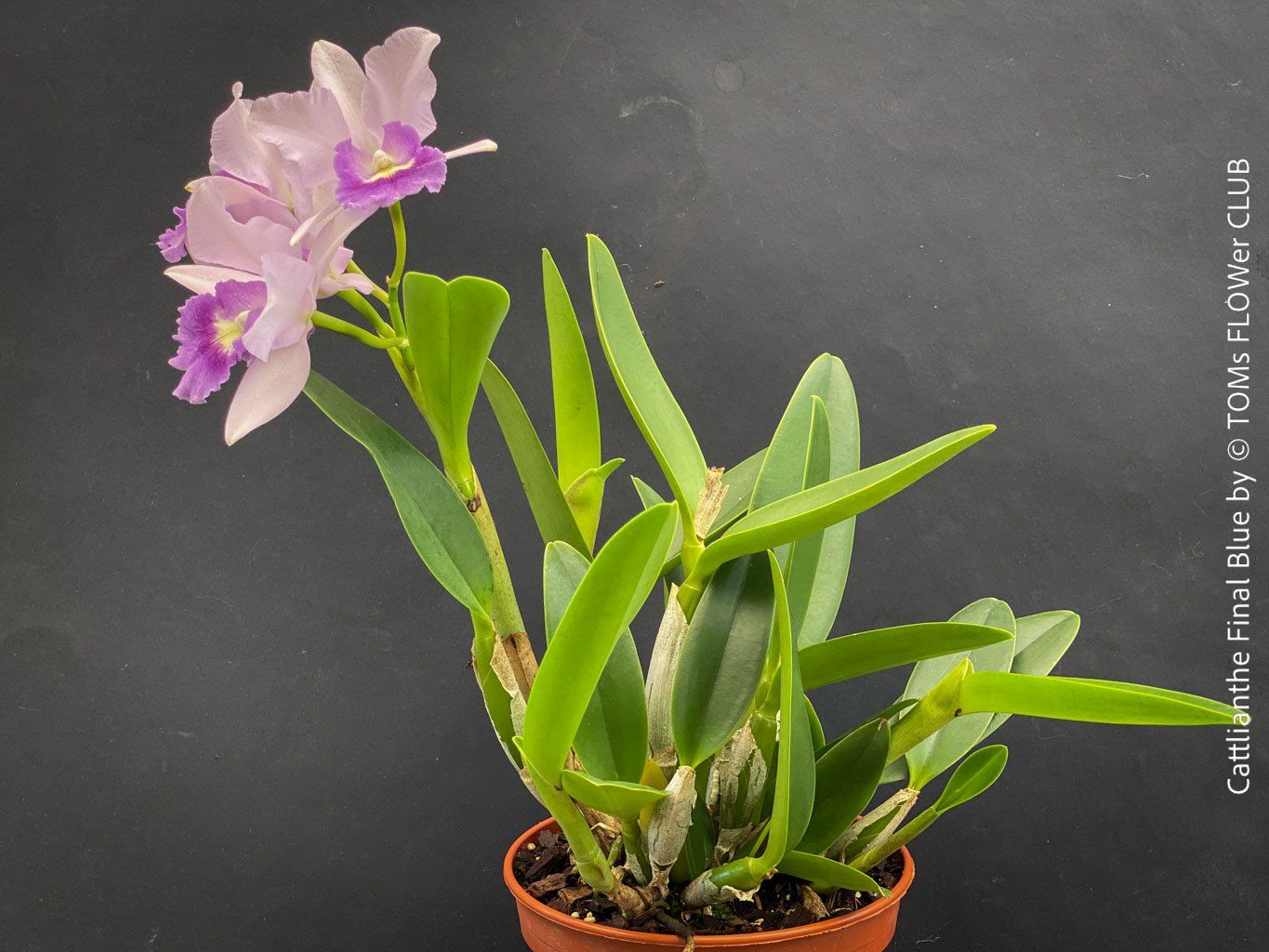 Piante & sementi: Cattlianthe Final Blue - magisch duftende Blau-Cattleya – Nuovo e nell'imballaggio originale da Adliswil venduto da TAKEYOURPLANT 5