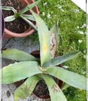 2 x Agave in Topf wie abgebildet