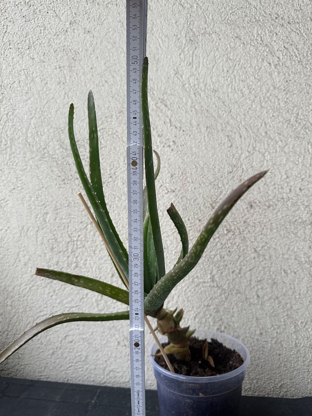 Plantes & graines: Aloe Vera – D'occasion à Zürich par ong8 1