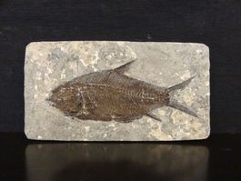 Versteinerter Fisch Fossil JIANGHANICHTHYS - BLACK FISH