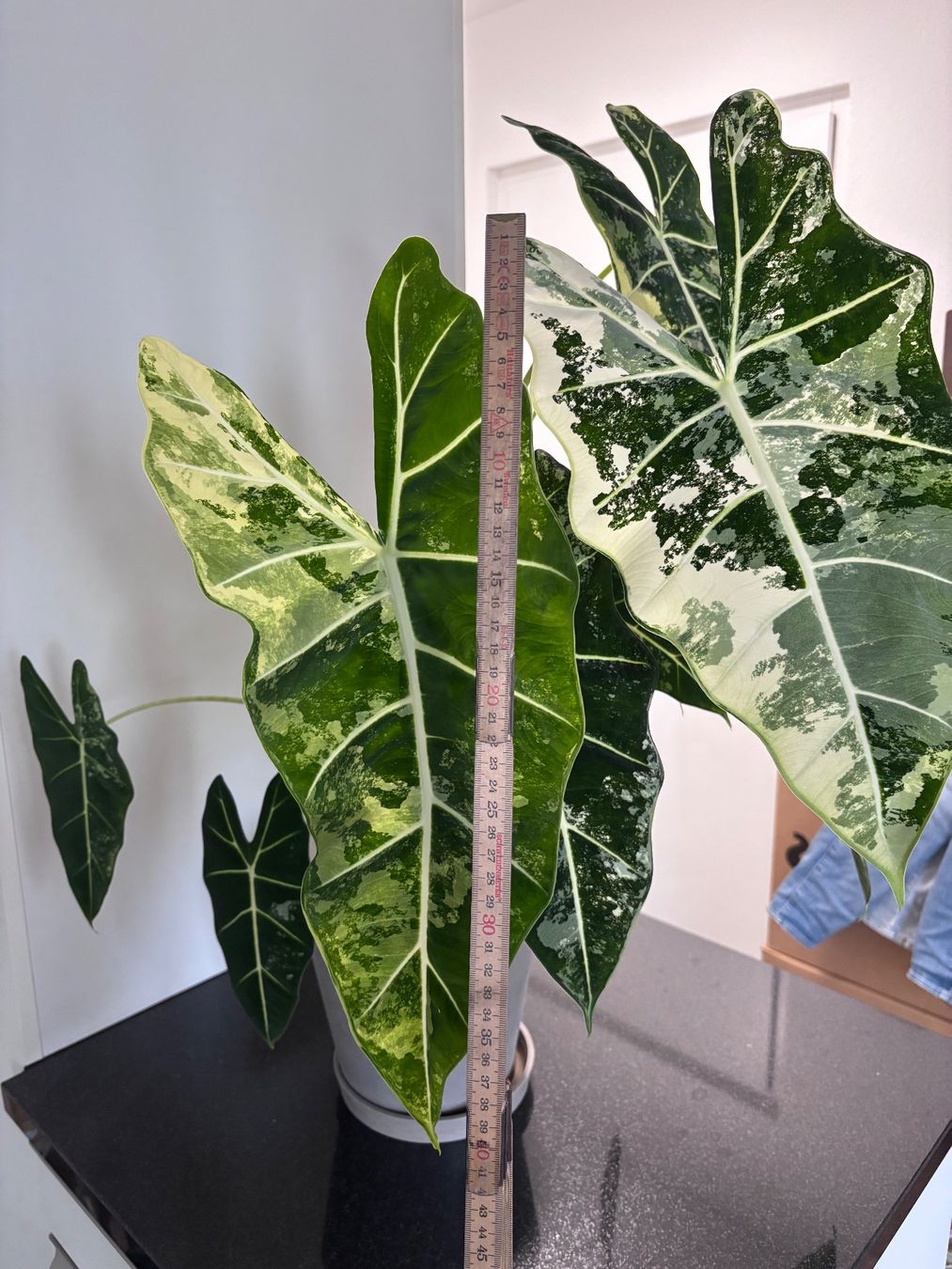 Piante & sementi: Grosse Alocasia Frydek Variegata – Usato da Oberbuchsiten venduto da Muskatellerchen 2
