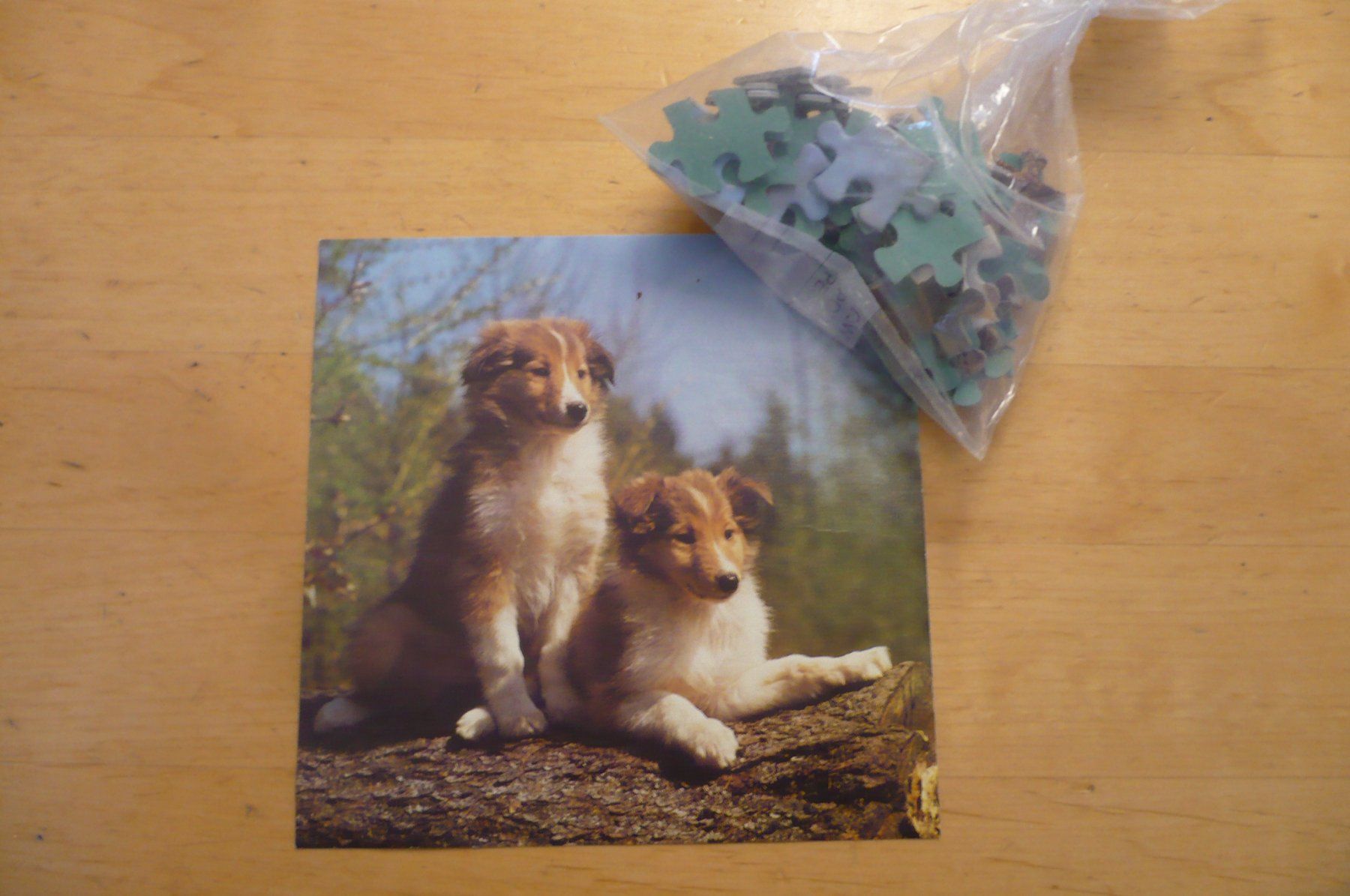 Puzzle: Puzzle 49Teile, 2 Collie-Welpen – Usato da Ueken venduto da Loeffelms13