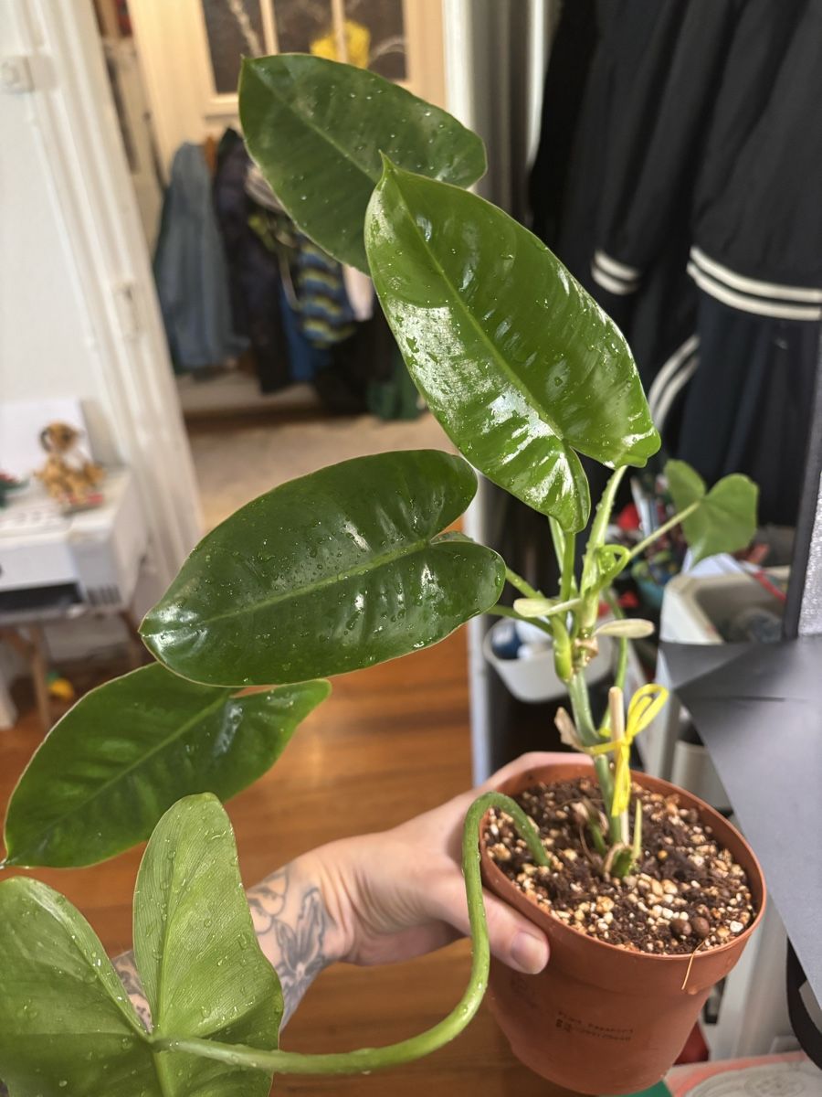 Plantes & graines: Philodendron Burle Marx  – Neuf avec emballage d'origine à Basel par Pink_White