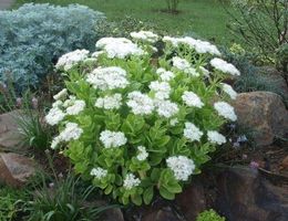 🐝Fette Henne Iceberg Sedum🐝bienenweide 🐝