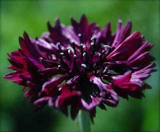 Pflanzen & Samen: 300 Samen Kornblume Black Ball – Neu (gemäss Beschreibung) aus Ehrendingen von VerveinaSamen 1