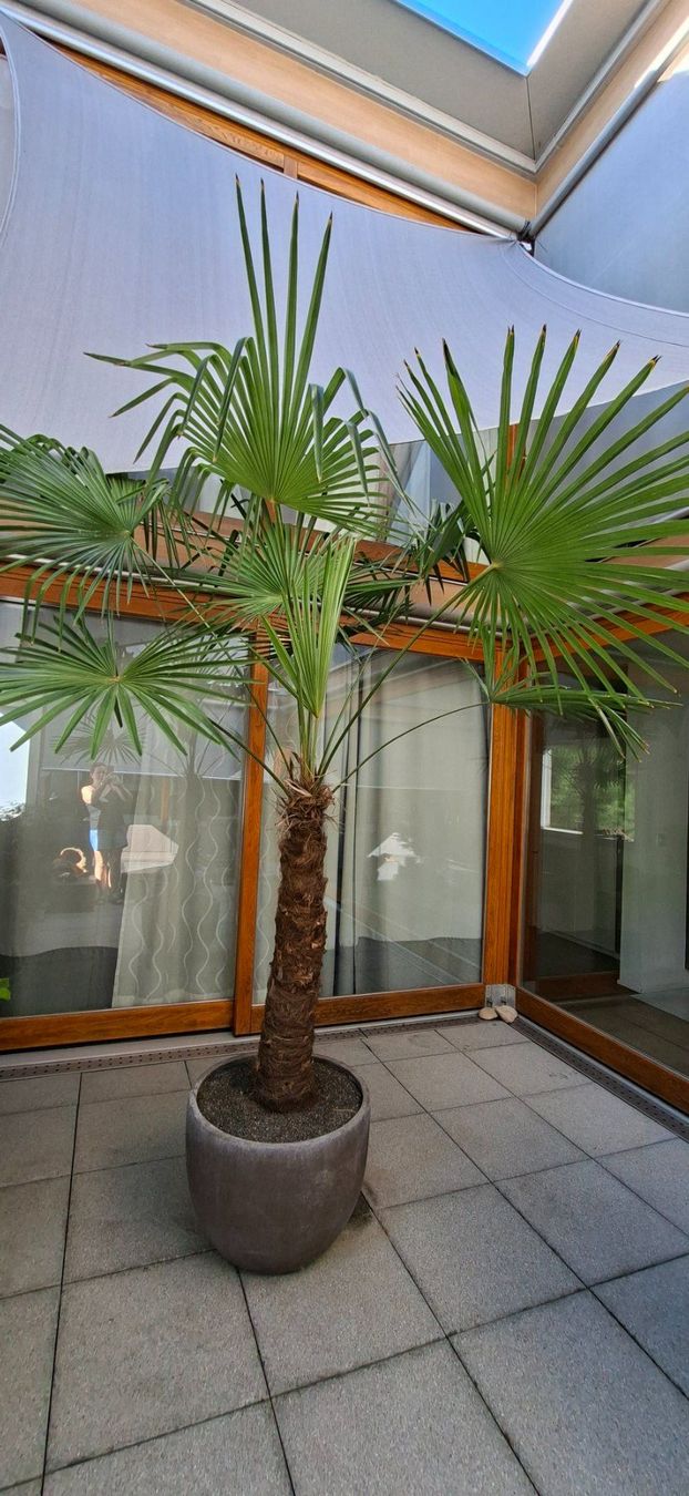 Pflanzen & Samen: Thuja Lebensbaum mit Topf 1.45m H – Gebraucht aus Riehen von Valflyfi 5