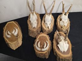 Deko-Set: Rehkopf, Wildschweinzähne, auf Holzscheibe
