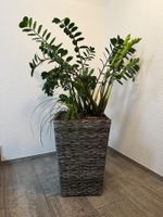 Zamioculcas Zamiifolia Glücksfeder