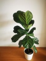 Ficus Lyrata/Geigenfeige. 120cm vom Boden.Ohne Keramiktopf