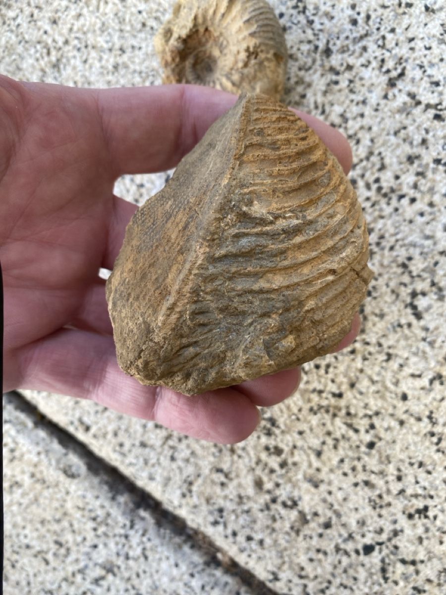 Fossili: Fossilien - Ammonit – Usato da Liestal venduto da Stephanoceras1 4