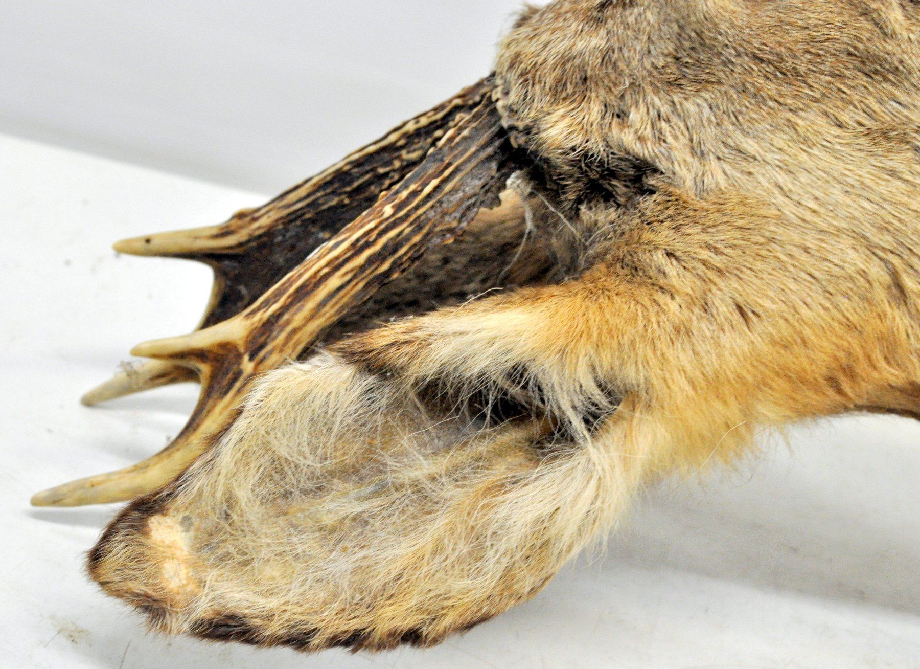 Il mondo degli animali: Tête de chevreuil naturalisée – Usato da Neuchâtel venduto da Neuchatel 3