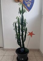 ⭕ Schöne Euphorbia Kaktee🌵 Zimmerpflanze 👍🏼 0767-742642