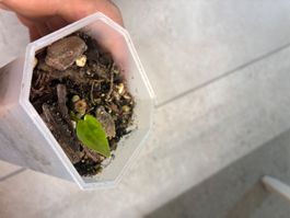 Anthurium RVDP x Black Sweet