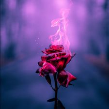 Profile image of blonde_rose