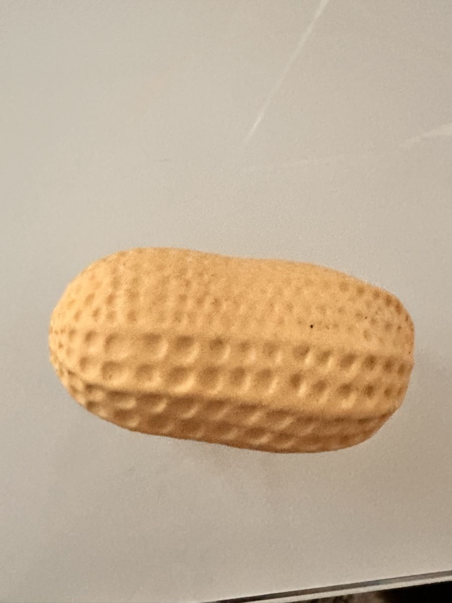 Spielzeuge: Erdnuss Squishy – Gebraucht aus Wil SG von Kardii