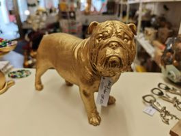 Amerikanische Bulldogge / American Bulldog Gold