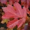 Piante & sementi: Hortensia à feuilles de chêne  2x  20cm – Nuovo e nell'imballaggio originale da Bremblens venduto da FIBONACCI369
