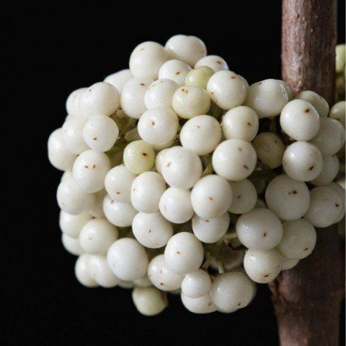 Piante & sementi: Arbuste aux bonbons BLANC  3x 15-20cm – Nuovo (secondo la descrizione) da Bremblens venduto da FIBONACCI369