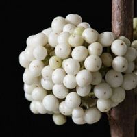 Arbuste aux bonbons BLANC  3x 15-20cm
