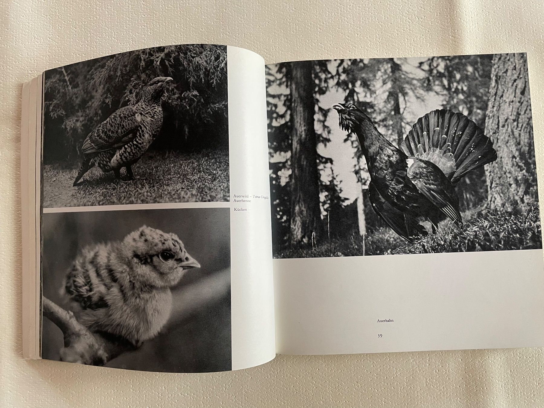 Libri: Buch Lockende Jagd 1970 – Usato da Wyssachen venduto da Hahe89 4