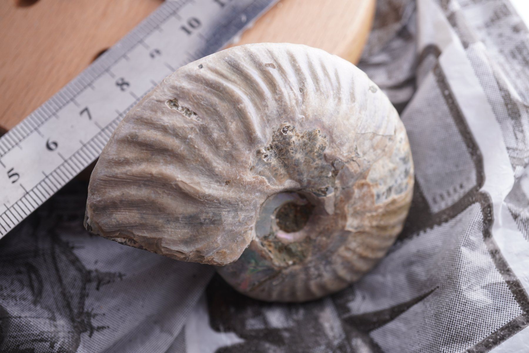 Mineralien & Heilsteine: Ammonit  Opalisiert   Wunderschön  ca  68mm – Neu und originalverpackt aus Eschenbach SG von topstone 5