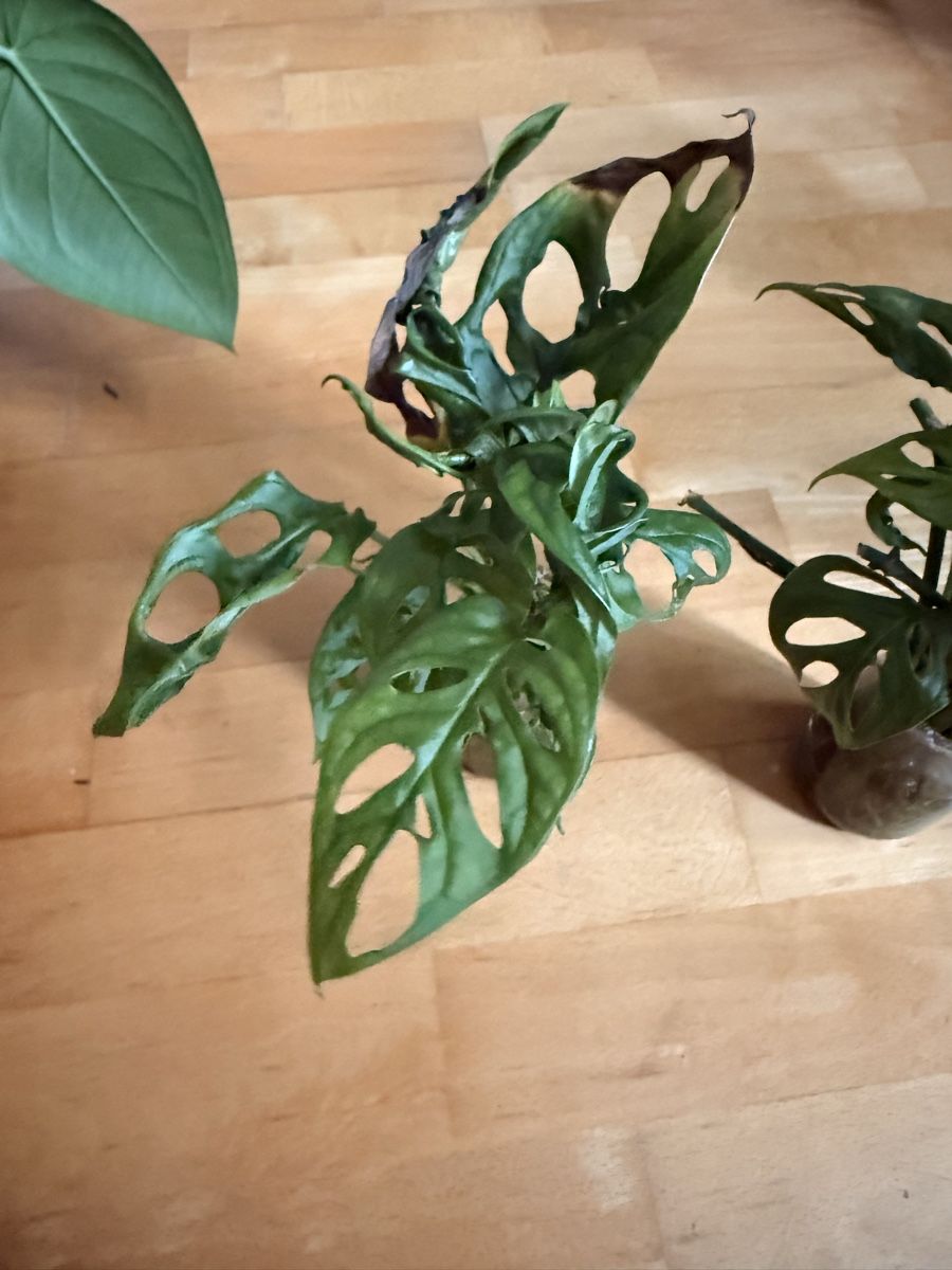 Pflanzen & Samen: Monstera Adansonii (monkey leaf) – Gebraucht aus Rafz von jca_98p5 3
