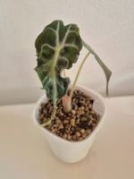 🐍 Alocasia Venom #4🪴
