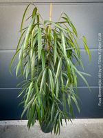 Ficus Binnendijkii Alii - Elegante, robuste Zimmerpflanze