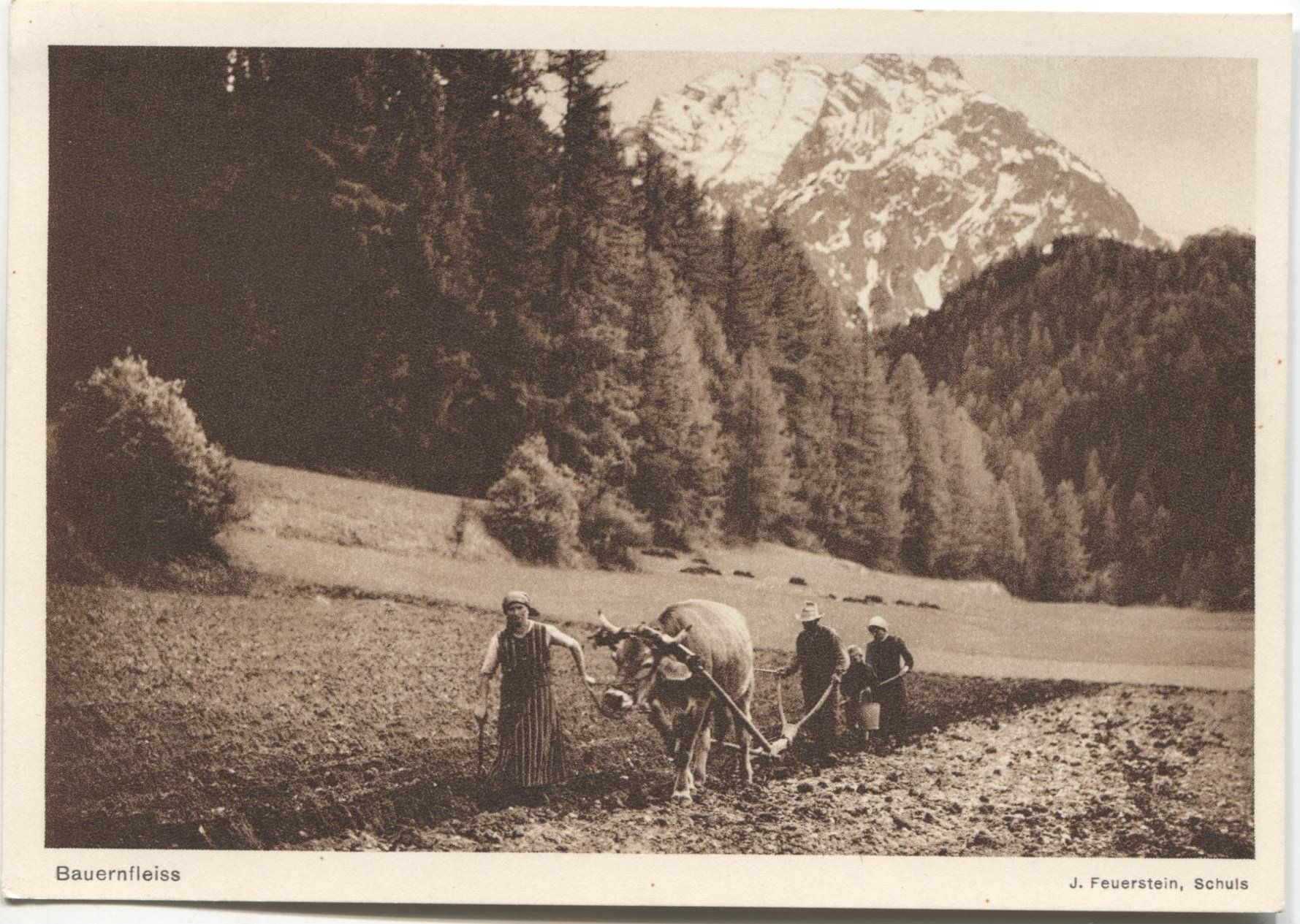 Ansichtskarten: LANDWIRTSCHAFT 1930 Kanton Graubünden Ackerbau mit Kuh – Gebraucht aus Wil SG von Clanx