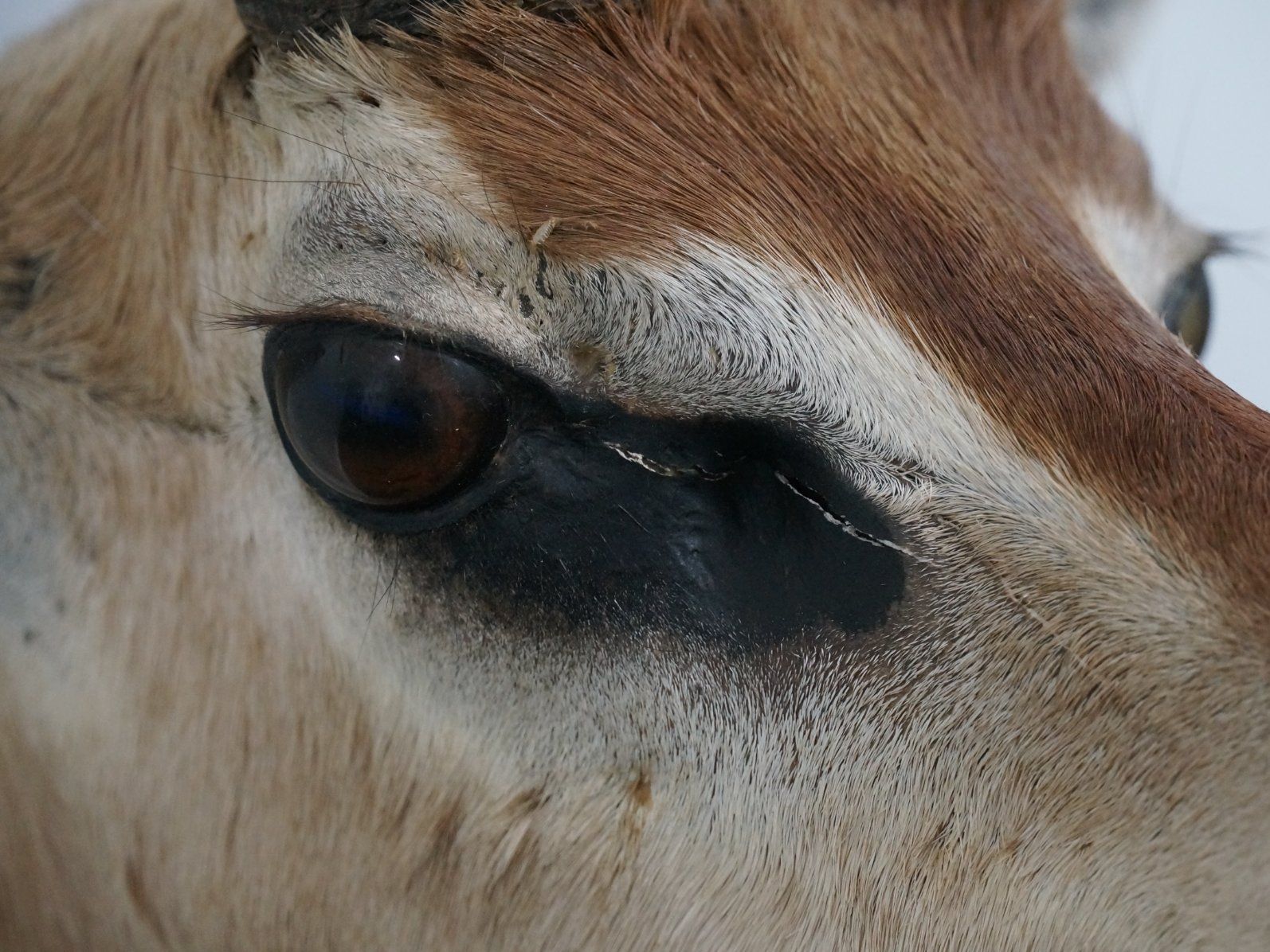 Il mondo degli animali: Giraffenantilope Jagdtrophäe – Usato da Rüti ZH venduto da Restwert_Rueti_ZH 2
