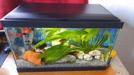 Komplettes Aquarium mit Fischen und Zubehör, Garnelen, 20 L