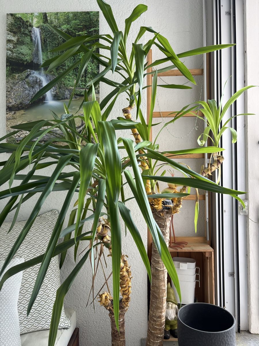 Piante & sementi: Yucca Palme, ca. 170cm – Usato da Brugg AG venduto da franky_100 2