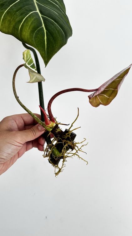stromanthe plant Stromanthe 'Triostar' 6